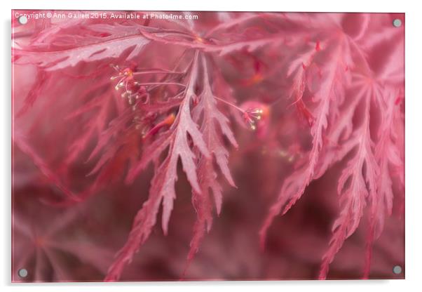 Scarlet Acer Abstract Acrylic by Ann Garrett