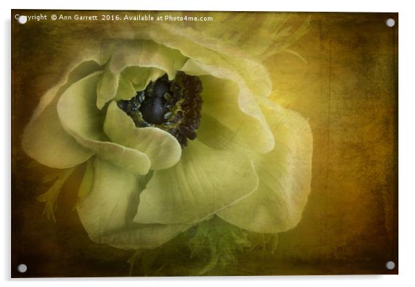 Anemone Romance Acrylic by Ann Garrett