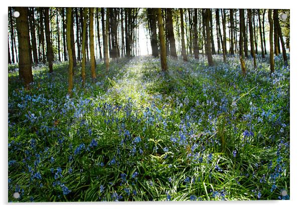 Bluebell Glimmer Acrylic by Ann Garrett