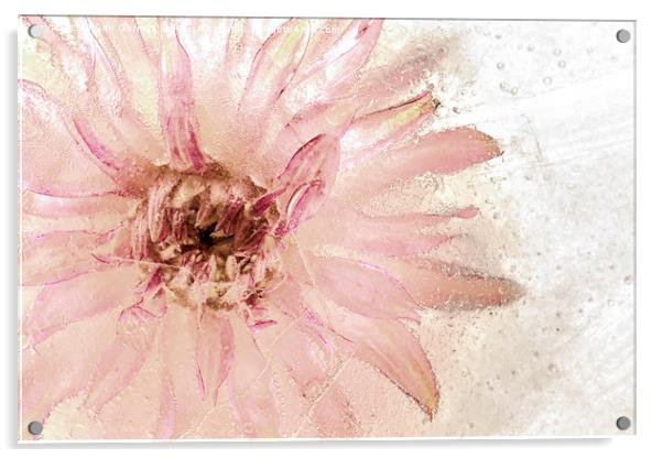Daisy in Ice Acrylic by Ann Garrett