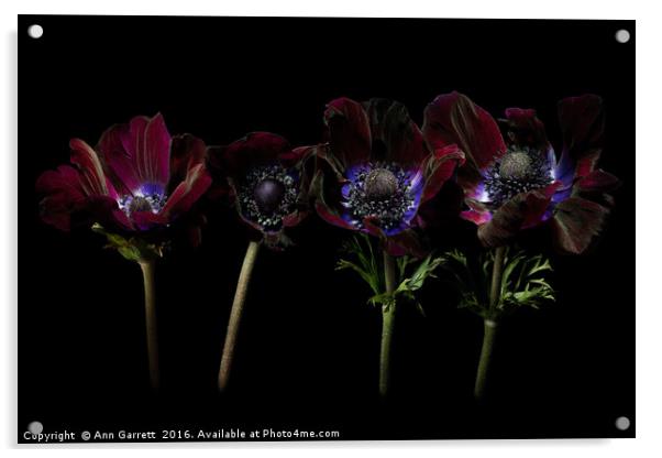 Four Anemones in a Row Acrylic by Ann Garrett