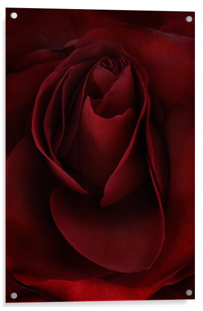 Sad Rose Acrylic by Ann Garrett