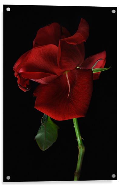 Single Red Rose Acrylic by Ann Garrett