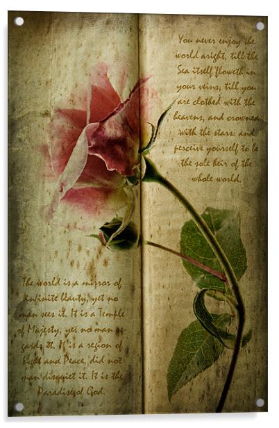 A Rose Acrylic by Ann Garrett