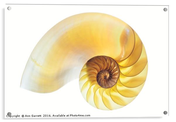 Nautilus Half Shell Acrylic by Ann Garrett