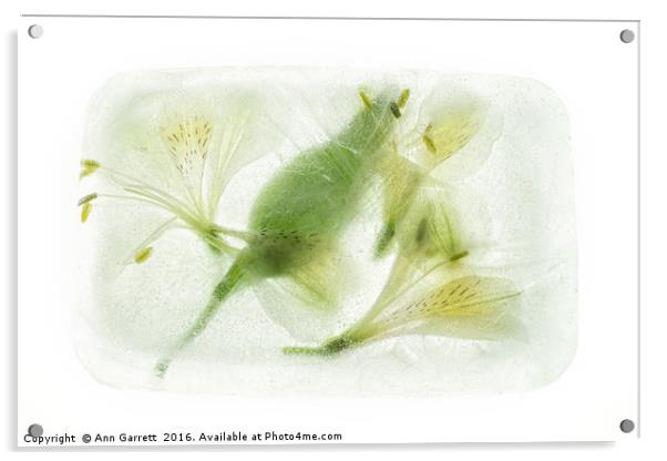 Alstroemeria Encased in Ice Acrylic by Ann Garrett