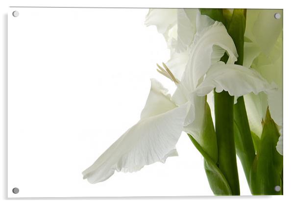 White Gladiolus Acrylic by Ann Garrett