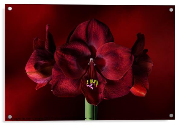 Ruby Red Amaryllis Acrylic by Ann Garrett