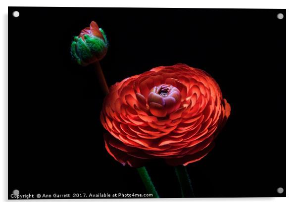 Red Ranunculus Acrylic by Ann Garrett