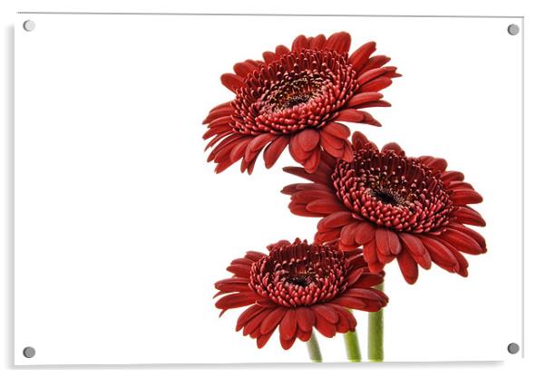 Three Gerbera Flowers Acrylic by Ann Garrett