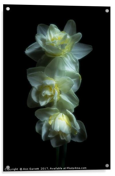 Three Double Daffodils Acrylic by Ann Garrett