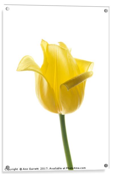 Lemon Tulip 2 Acrylic by Ann Garrett