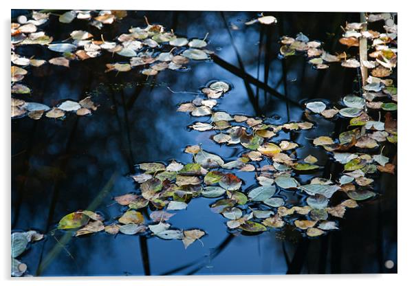 Floating Autumn Leaves Acrylic by Ann Garrett