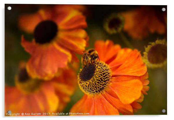 The Bee and the Helenium Acrylic by Ann Garrett
