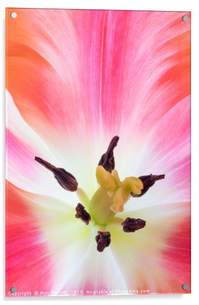 Parrot Tulip Macro Acrylic by Ann Garrett