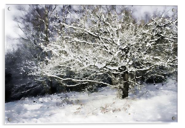 Snow Tree Acrylic by Ann Garrett