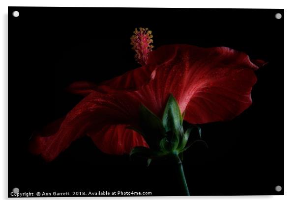 Moody Red Hibiscus Acrylic by Ann Garrett