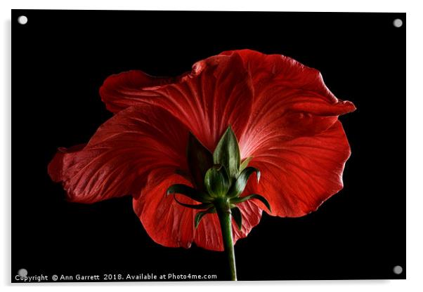 Scarlet Hibiscus Acrylic by Ann Garrett