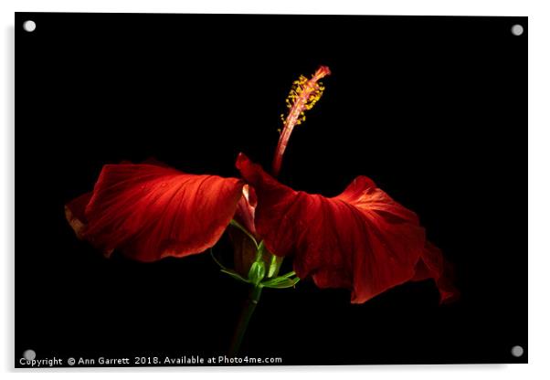 Red Hibiscus Acrylic by Ann Garrett