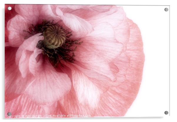 Soft Pink Poppy Acrylic by Ann Garrett
