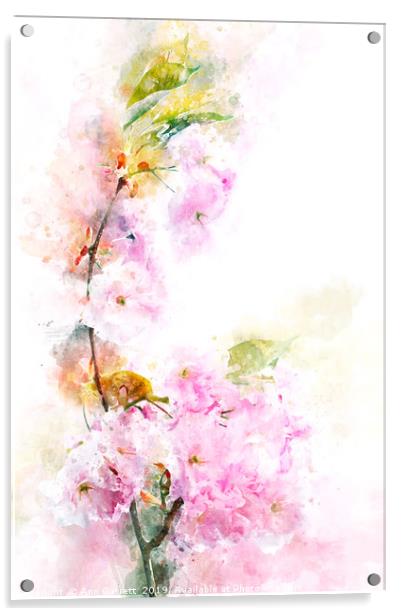 Cherry Blossom Acrylic by Ann Garrett
