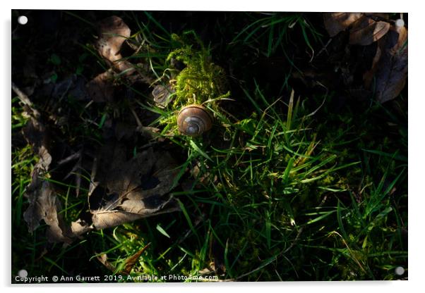 Sunlit Snail on Forest Floor Acrylic by Ann Garrett