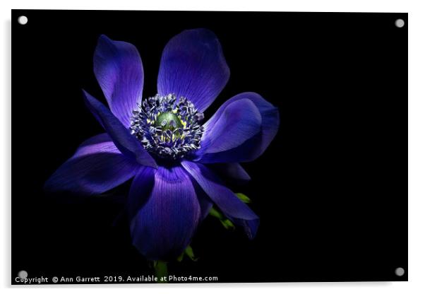 Dark Anemone Acrylic by Ann Garrett