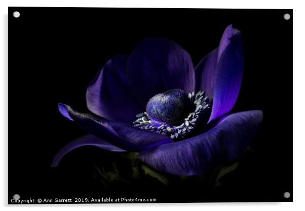 Dark Anemone 2 Acrylic by Ann Garrett