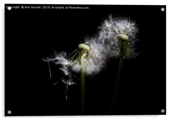 Dandelion Falls Acrylic by Ann Garrett