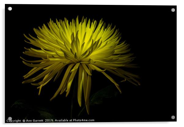 Chrysanthemum Spikes 2 Acrylic by Ann Garrett