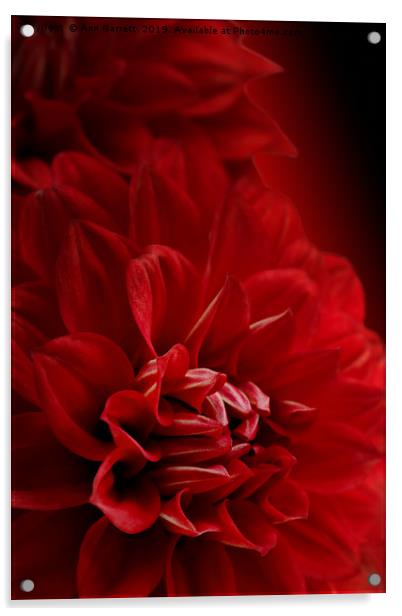Dreamy Red Dahlia Acrylic by Ann Garrett