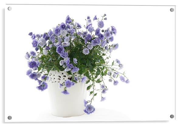 Campanula Acrylic by Ann Garrett