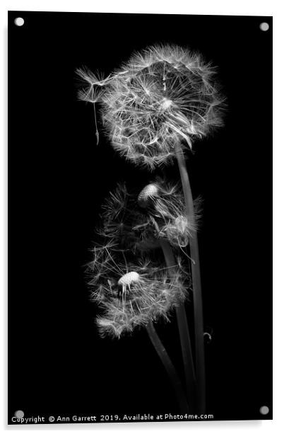 Dandelion Clocks Monochrome Acrylic by Ann Garrett