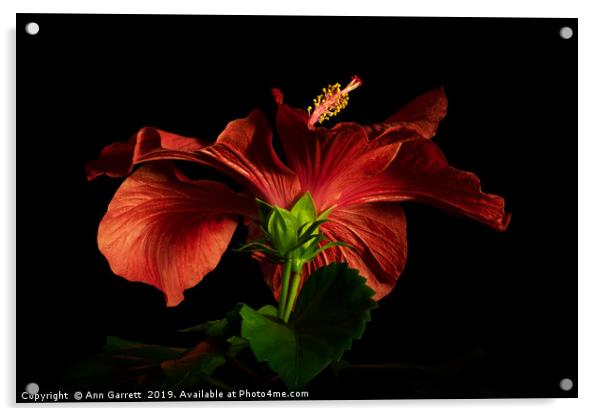 Red Hibiscus 3 Acrylic by Ann Garrett