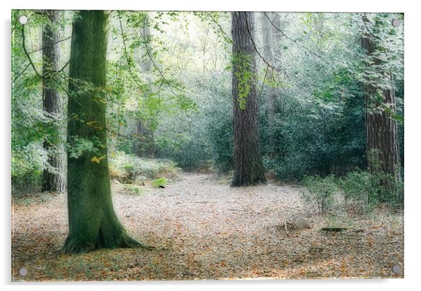 Forest Walk Acrylic by Ann Garrett