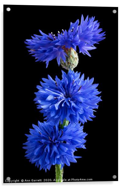 Cornflower Blues 2 Acrylic by Ann Garrett