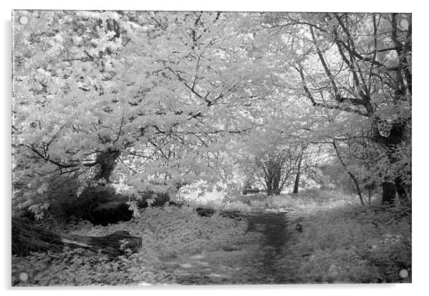 Woodland Path - Infrared Acrylic by Ann Garrett