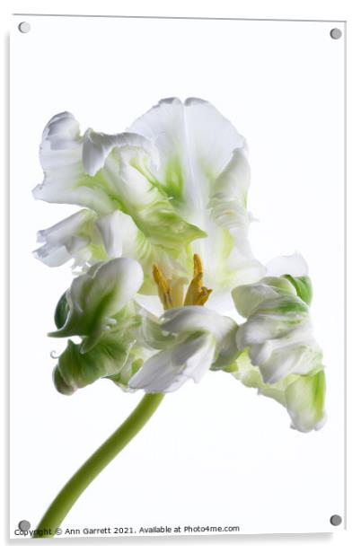 White Parrot Tulip Acrylic by Ann Garrett