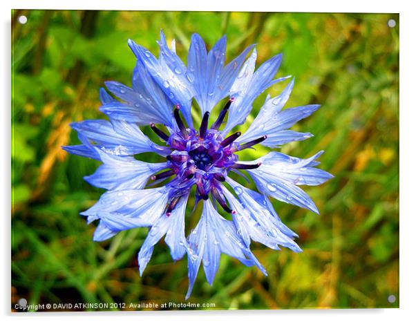 BLUE FLOWER AFTER THE RAIN Acrylic by David Atkinson