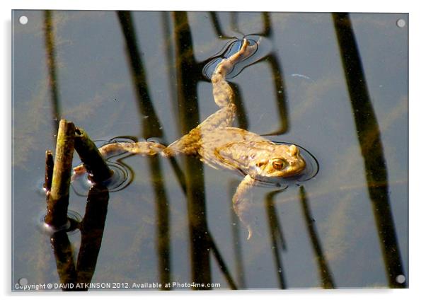 FLOATING FROG Acrylic by David Atkinson