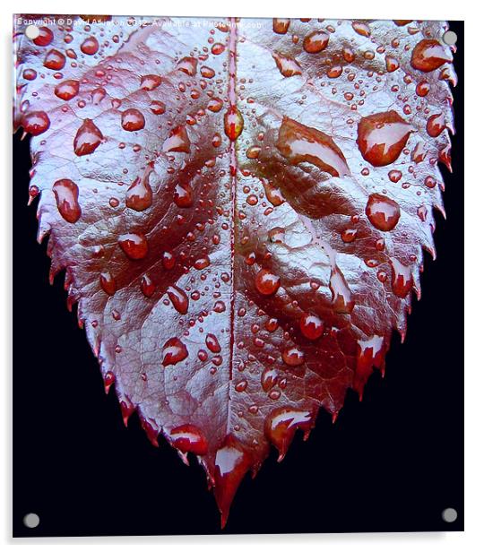 Raindrops on a Leaf Acrylic by David Atkinson