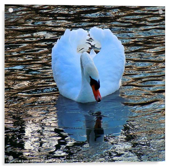 SWAN REFLECTION Acrylic by David Atkinson