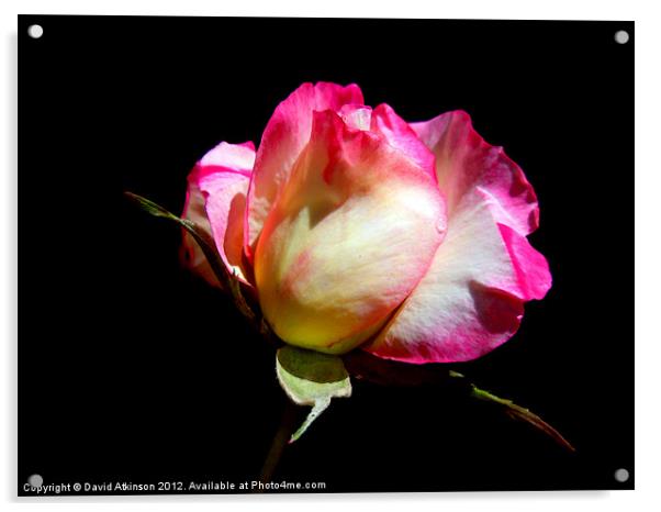 PINK ROSE Acrylic by David Atkinson