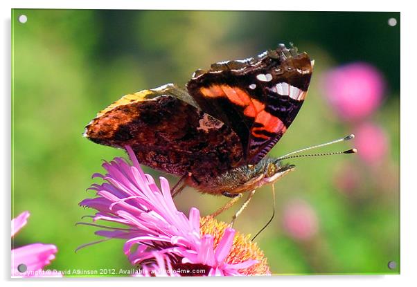 RED ADMIRAL BUTTERFLY Acrylic by David Atkinson