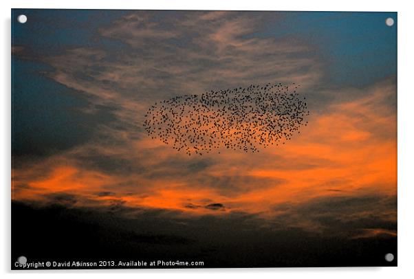 FLOCK INTO THE SUNSET Acrylic by David Atkinson