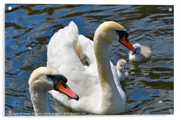 Swan family Acrylic by David Atkinson