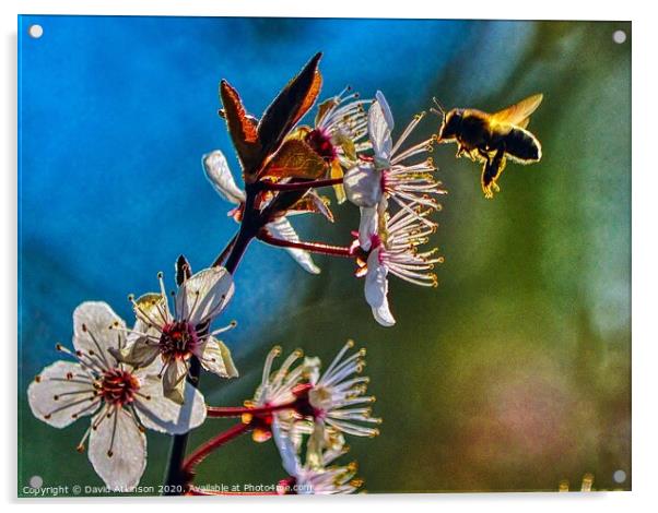 Looking for pollen Acrylic by David Atkinson