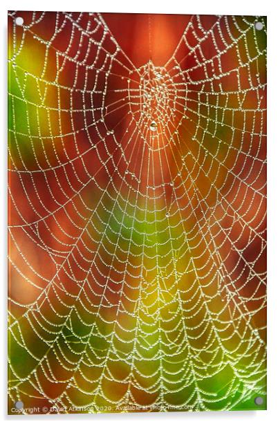 Spider web Acrylic by David Atkinson