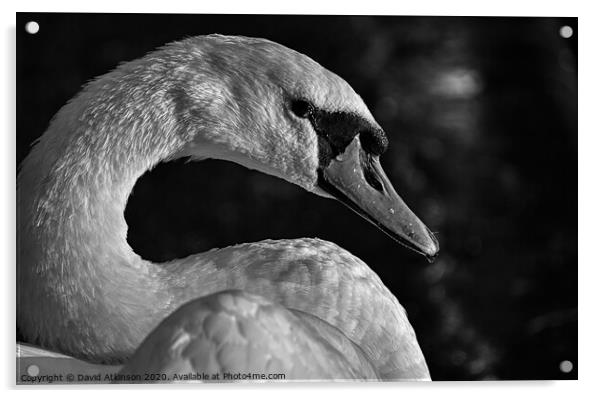 Sad Swan Acrylic by David Atkinson