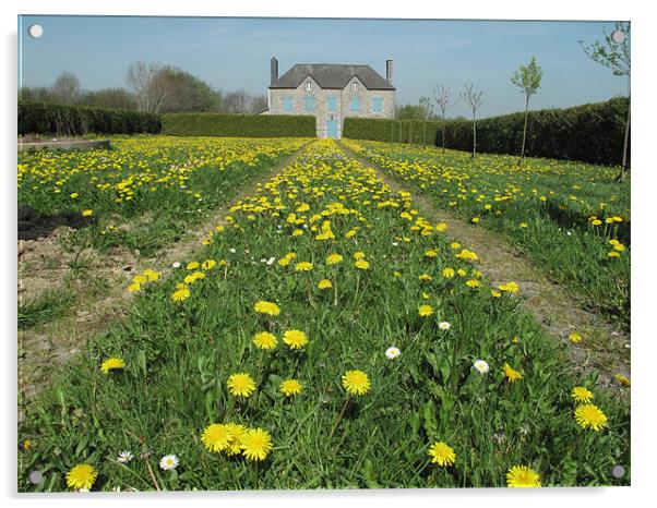 Dandelion lawn Acrylic by Simon Wilson